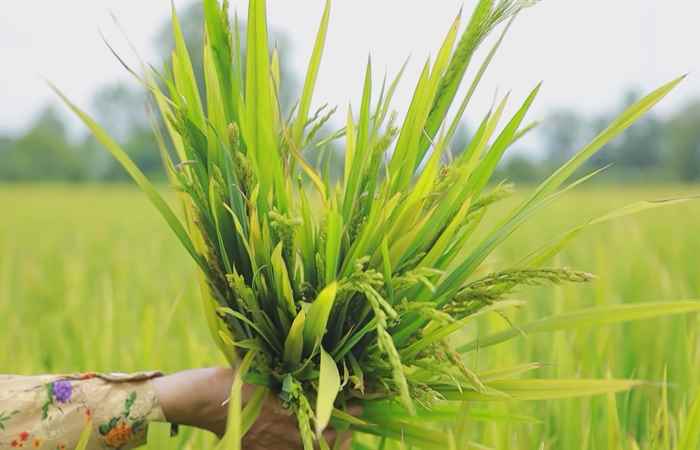 Thời sự trưa (24-05-2025)
