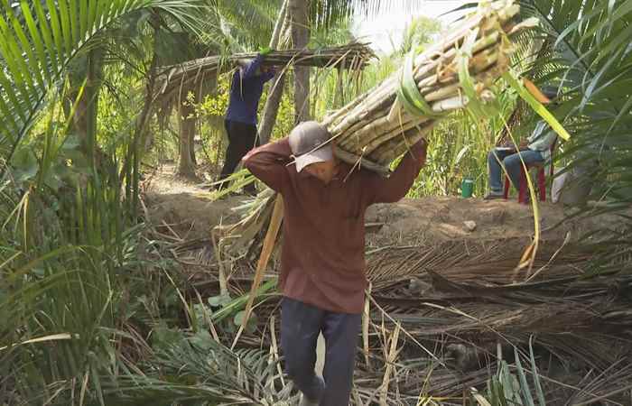 Trang tin địa phương thị xã Ngã Năm các huyện Thạnh Trị , Cù lao Dung và Trần Đề (02-02-2025)