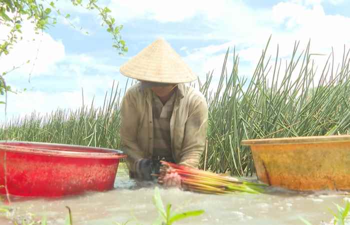 Trợ lực Nhà nông - Tiếng Khmer (24-07-2024)