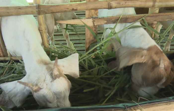Trợ lực Nhà nông tiếng Khmer (30-04-2025)