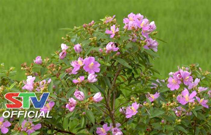 Tuyến đường hoa Mua rực rỡ sắc màu